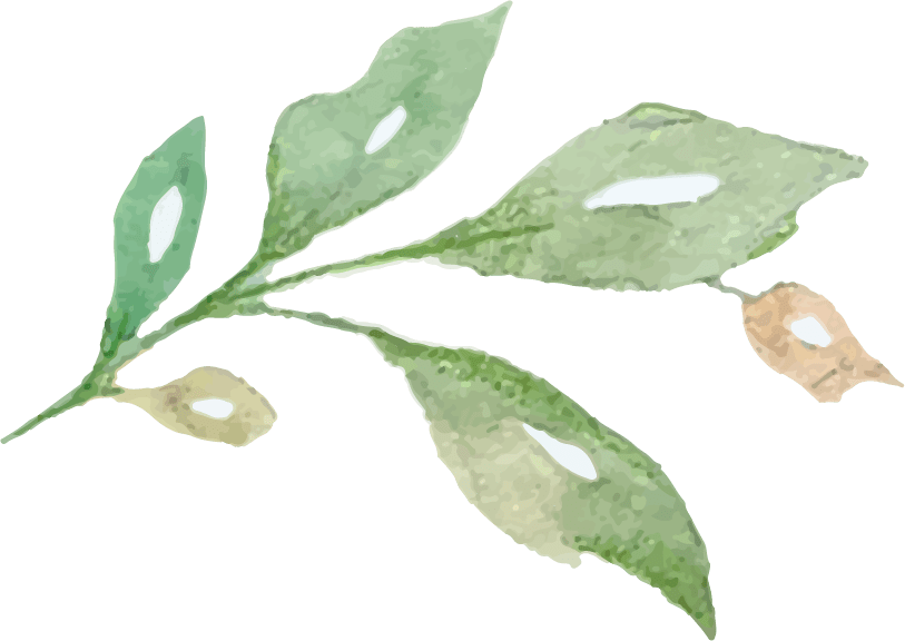 Komisses