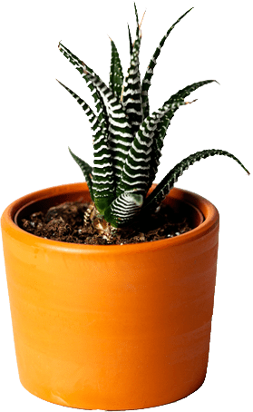 Komisses